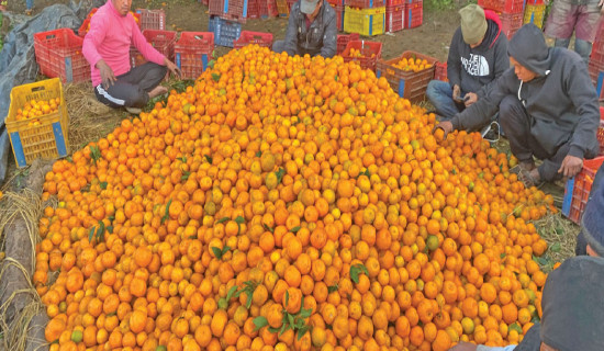 Basnet’s ‘The Plea of Mountain’ screened at COP