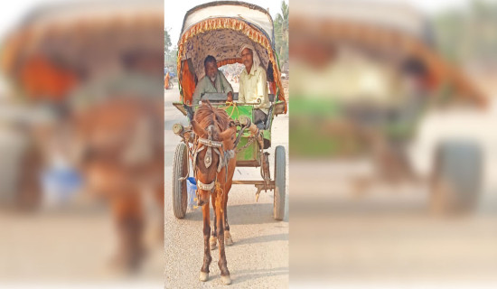Gaur sees decline in horse-drawn carriages