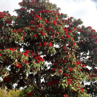 Nepal expresses concern on India-Pakistan tension