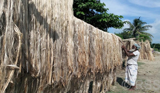 Farmers' attraction to jute farming waning