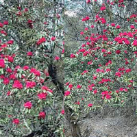 Barmajhiya: How a backwater earned fame for sweet Peda