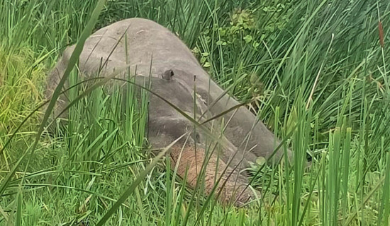 Dead elephant found in Jhapa