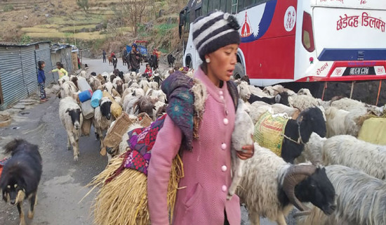 Bajura’s herders struggle between ballot and pasture