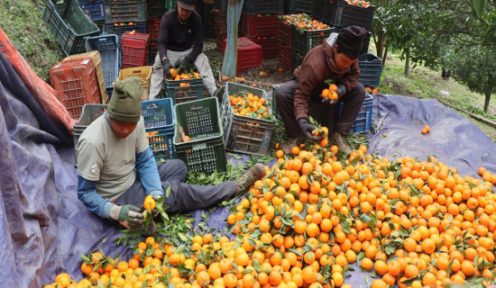 Annapurna Rural Municipality supplies oranges worth around Rs 40 million this year