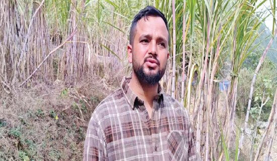 Reviving fallow land through sugarcane cultivation