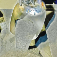 Constitution Day messages