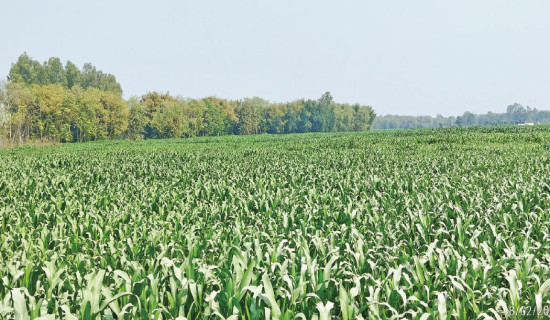 Nepal ranks 107th in Corruption Perceptions Index