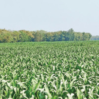 Nagarik Unmukti Party makes a clean sweep in Kailali-3