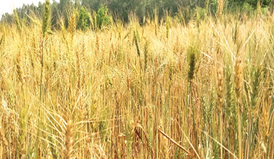 Several new wheat seed varieties developed