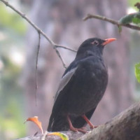 Migratory birds arrived here to escape harsh winter start returning