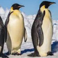 Application for Miss Nepal opens