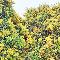 Coffee roastery launched AI-generated blend