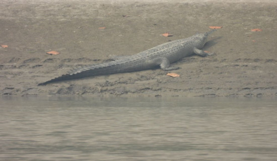 Nawalparasi local administration urges people to compulsorily wear facemasks