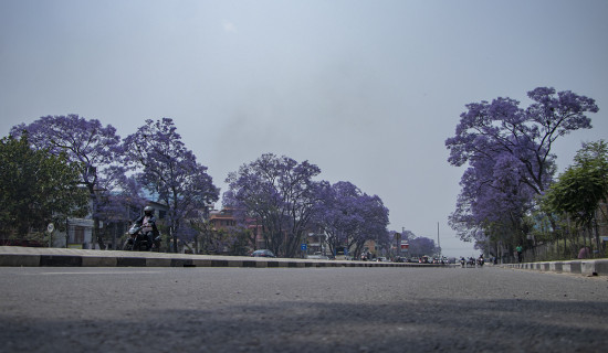 Valley roads turn purple as Jacaranda blooms (Photo Feature)