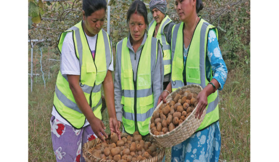 Kiwi processing factory benefits farmers
