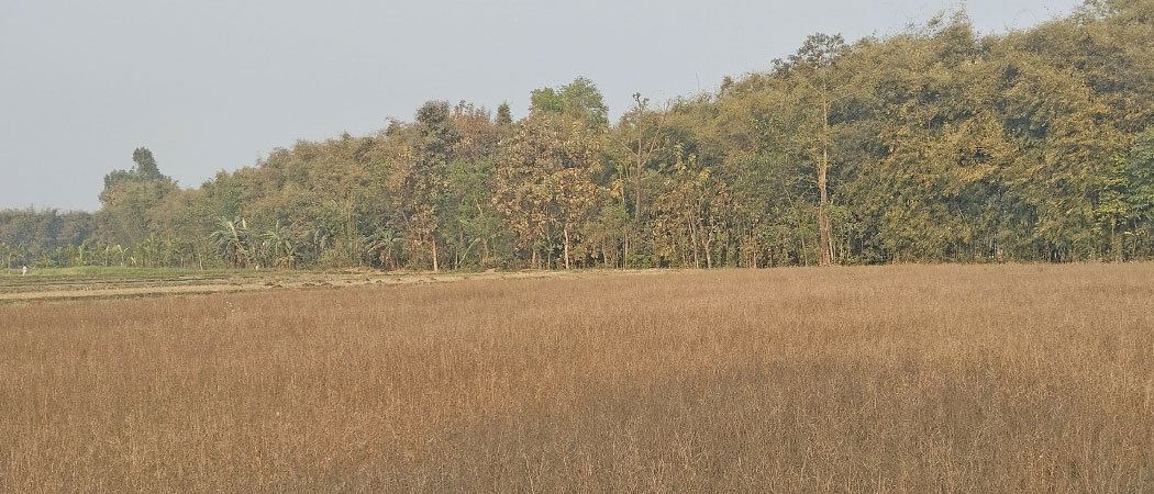 Morang mustard farmers facing losses