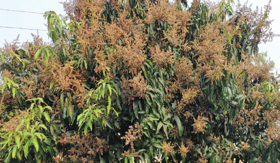 Sale of blossomed mango trees underway in Saptari