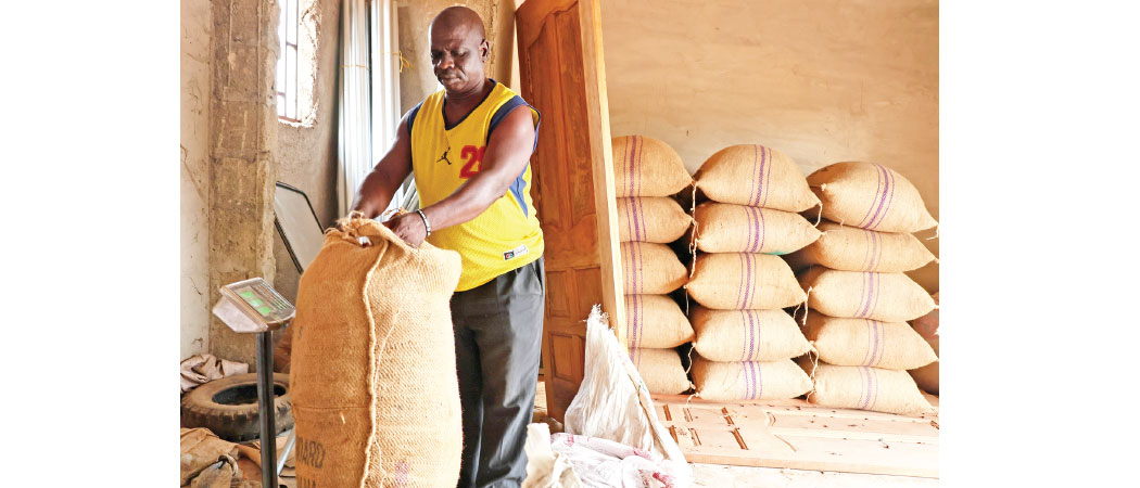 Cocoa crash drives West African farmers to alternatives