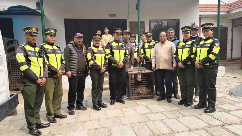 Leopard rescued from Kusunti Height in Lalitpur