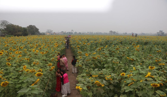 Sunflower farm in Chitwan drawing hundreds of visitors daily