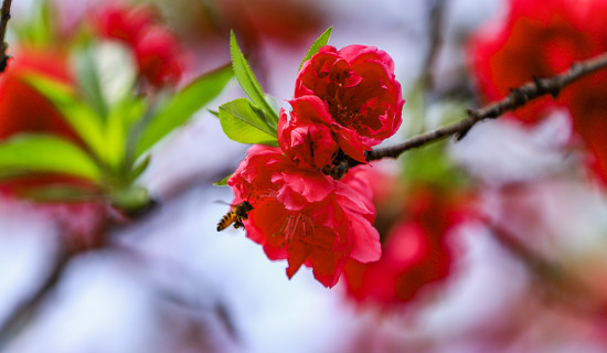 Cherry blossoms bloom in Kathmandu, enhancing city's beauty (Photo Feature)