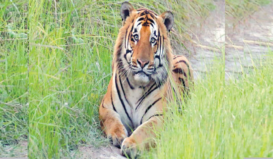 Tiger census commences in Shuklaphanta National Park
