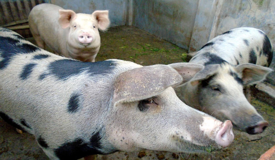 African swine flu kills 46 pigs in Parbat