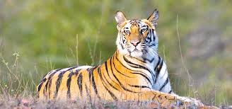 Tiger count begins in Shuklaphanta National Park