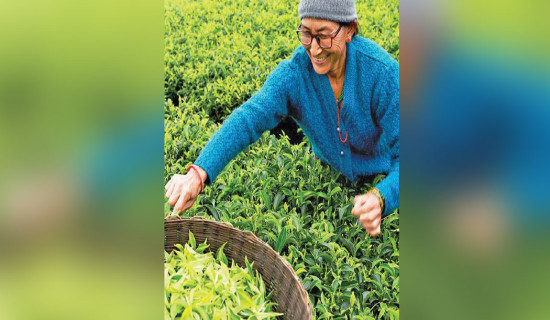 Plucking of first flush tea begins in Ilam