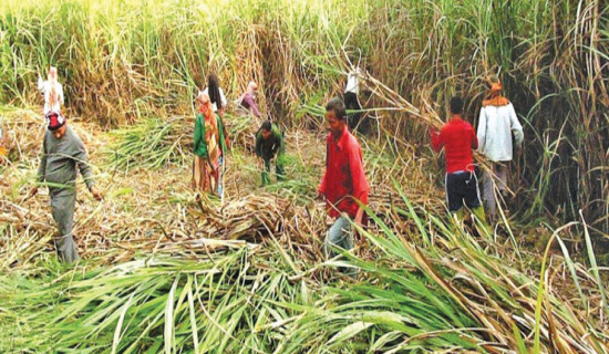 Sugar mills near shutdown  as yards empty