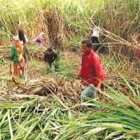 Thailand continue with winning run