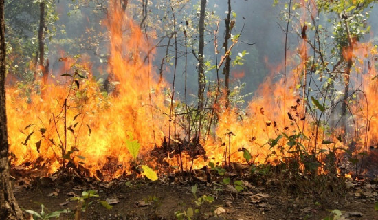 Fire destroys 330 hectares of forest in Jumla