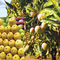 Monitoring of rare snow leopard begins in upper Mustang