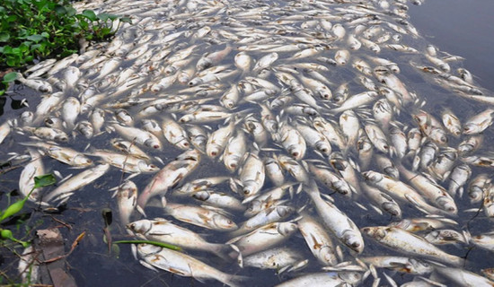 10,000 fingerlings released in Rupa lake