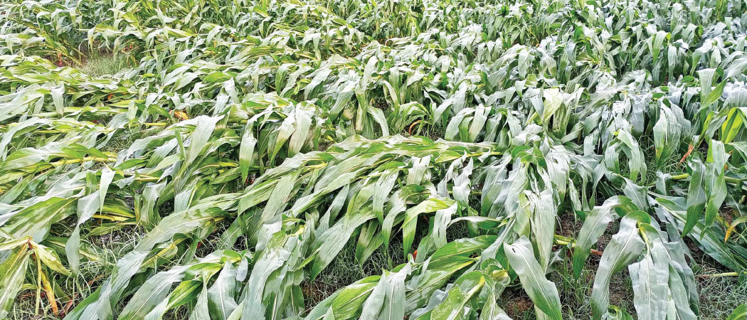 Storms flatten maize crops in Tarai