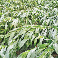 400 killed in Kabul hospital attack