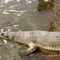 Khushma team busy promoting film