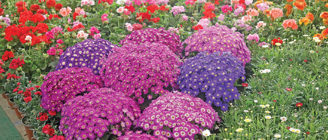 27th Floral Expo begins in Kathmandu