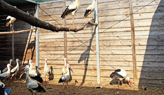 Nepal's Quest For Political Stability