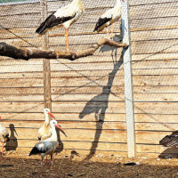 EC submits poll report to President