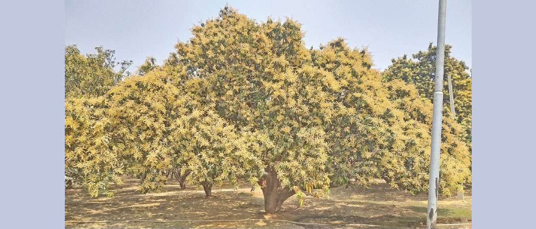 Mango farmers in Tarai-Madhes await rainfall