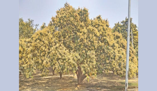 Mango farmers in Tarai-Madhes await rainfall