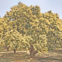 EC asks citizens to register  names for by-election