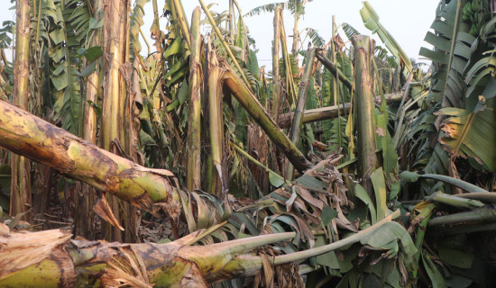 Nearly 10,000 thatched roofs replaced  with zinc sheets for safety  in Gulmi