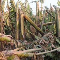 Aged Workforce On Rise