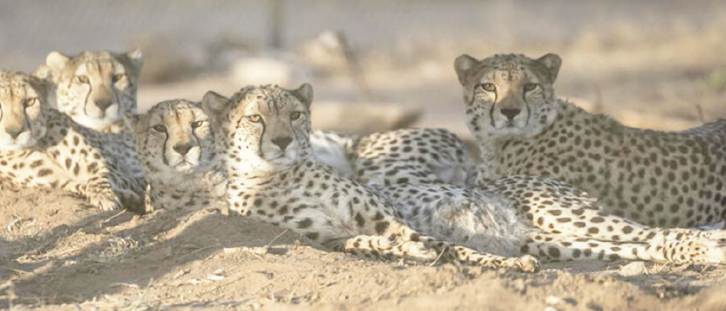 Somaliland centre rescues cheetahs from trafficking