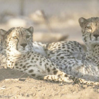 11 killed, 7 injured in road accidents in Pakistan's Punjab