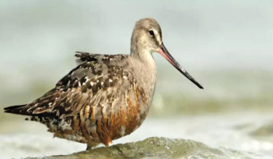 Can nations save declining population of shorebirds ?
