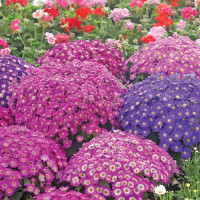 90% compensation distributed to land acquired for Marsyangdi dam