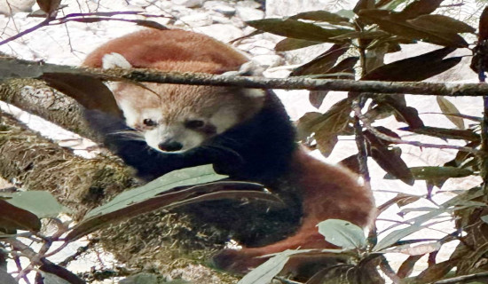 Third Red Panda Festival to be organized in Ilam on April 3-6